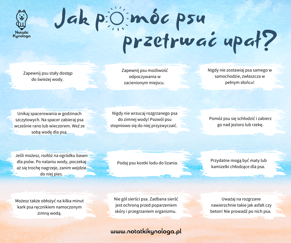 Grafika do artykułu: Jak pomóc psu przetrwać upał